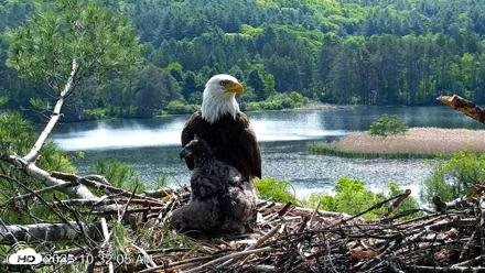 VINS Bald Eagles Nest Live Cams - May 27, 2026, 10:32am EDT