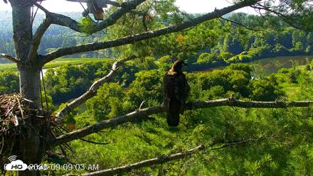 VINS Bald Eagles Nest Live Cams - Jul 25, 2026, 9:09am EDT