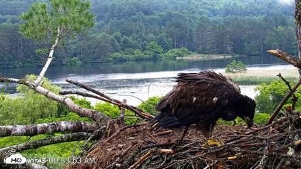 VINS Bald Eagles Nest Live Cams - Jun 26, 2026, 9:34am EDT