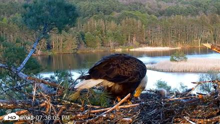 VINS Bald Eagles Nest Live Cams - May 12, 2026, 7:36pm EDT