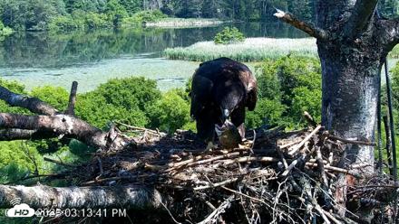 VINS Bald Eagles Nest Live Cams - Jul 24, 2026, 3:15pm EDT
