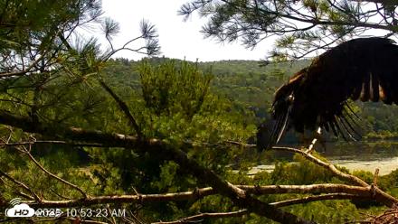 VINS Bald Eagles Nest Live Cams - Jul 24, 2026, 10:54am EDT