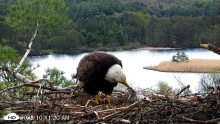 VINS Bald Eagles Nest Live Cams - May 8, 2026, 10:12am EDT