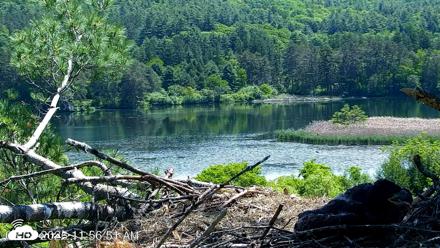 VINS Bald Eagles Nest Live Cams - Jun 8, 2026, 11:57am EDT