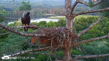 VINS Bald Eagles Nest Live Cams - Jul 26, 2026, 7:59pm EDT