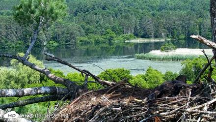 VINS Bald Eagles Nest Live Cams - Jun 27, 2026, 3:37pm EDT