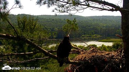 VINS Bald Eagles Nest Live Cams - Jul 5, 2026, 10:29am EDT