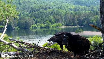 VINS Bald Eagles Nest Live Cams - Jun 12, 2026, 1:01pm EDT