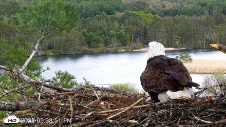 VINS Bald Eagles Nest Live Cams - May 11, 2026, 5:39pm EDT