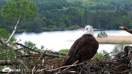 VINS Bald Eagles Nest Live Cams - May 19, 2026, 11:33am EDT