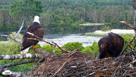 VINS Bald Eagles Nest Live Cams - Jun 24, 2026, 7:04pm EDT