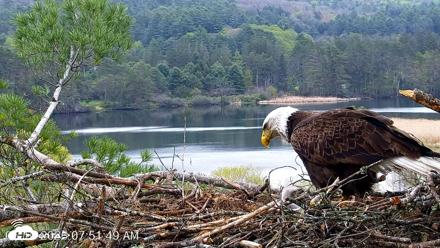 VINS Bald Eagles Nest Live Cams - May 10, 2026, 7:52am EDT