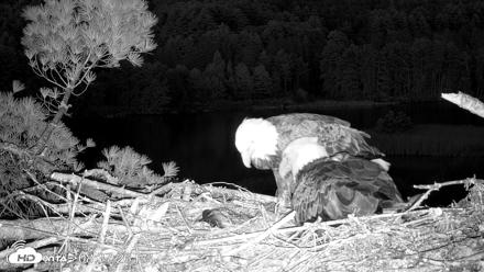 VINS Bald Eagles Nest Live Cams - May 11, 2026, 8:38pm EDT