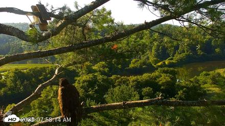 VINS Bald Eagles Nest Live Cams - Jul 24, 2026, 7:59am EDT