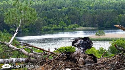 VINS Bald Eagles Nest Live Cams - Jun 15, 2026, 11:49am EDT