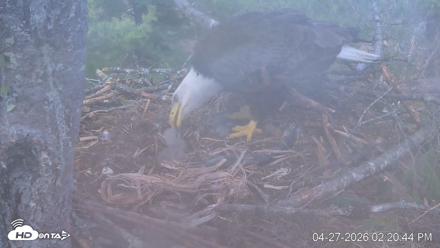 VINS Bald Eagles Nest Live Cams - Apr 27, 2026, 2:21pm EDT