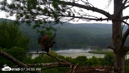 VINS Bald Eagles Nest Live Cams - Jul 21, 2026, 7:34pm EDT
