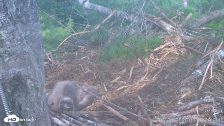 VINS Bald Eagles Nest Live Cams - May 21, 2026, 3:07pm EDT