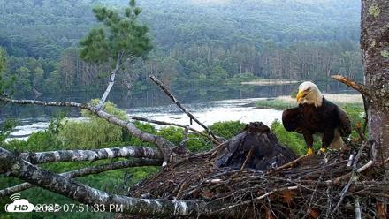 VINS Bald Eagles Nest Live Cams - Jul 2, 2026, 7:52pm EDT