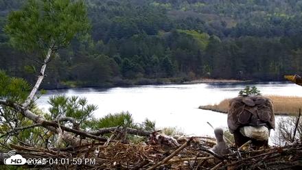 VINS Bald Eagles Nest Live Cams - May 5, 2026, 4:02pm EDT
