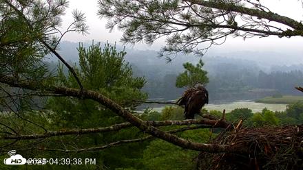 VINS Bald Eagles Nest Live Cams - Jul 18, 2026, 4:40pm EDT