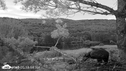 VINS Bald Eagles Nest Live Cams - Jul 21, 2026, 5:20am EDT