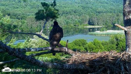 VINS Bald Eagles Nest Live Cams - Jul 24, 2026, 6:06pm EDT