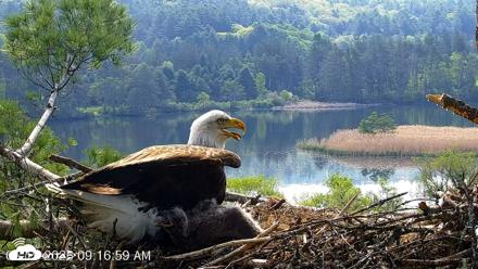 VINS Bald Eagles Nest Live Cams - May 19, 2026, 9:18am EDT