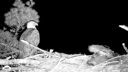 VINS Bald Eagles Nest Live Cams - Jun 5, 2026, 9:18pm EDT
