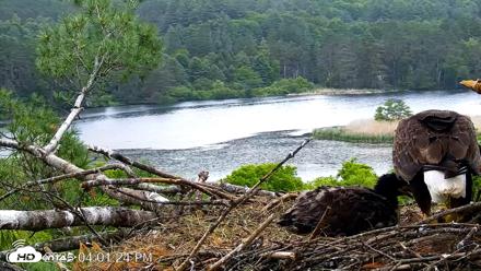 VINS Bald Eagles Nest Live Cams - Jun 7, 2026, 4:02pm EDT