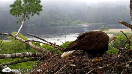 VINS Bald Eagles Nest Live Cams - Jun 27, 2026, 8:20am EDT