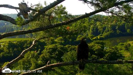 VINS Bald Eagles Nest Live Cams - Jul 25, 2026, 8:25am EDT