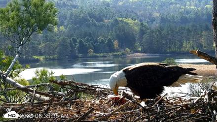 VINS Bald Eagles Nest Live Cams - May 5, 2026, 8:36am EDT