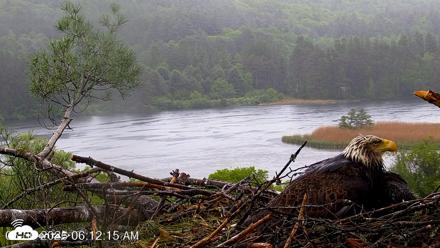 VINS Bald Eagles Nest Live Cams - May 30, 2026, 6:13am EDT