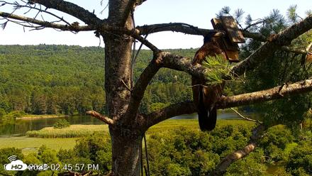 VINS Bald Eagles Nest Live Cams - Jul 24, 2026, 2:46pm EDT