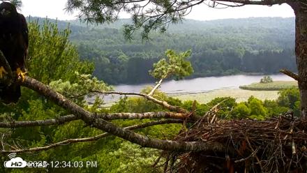 VINS Bald Eagles Nest Live Cams - Jul 16, 2026, 12:35pm EDT