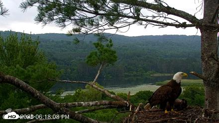 VINS Bald Eagles Nest Live Cams - Jul 21, 2026, 6:19pm EDT