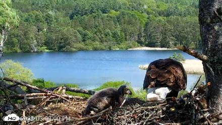 VINS Bald Eagles Nest Live Cams - May 20, 2026, 3:03pm EDT