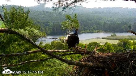 VINS Bald Eagles Nest Live Cams - Jul 16, 2026, 12:18pm EDT