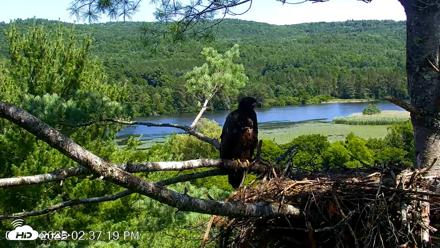 VINS Bald Eagles Nest Live Cams - Jul 17, 2026, 2:38pm EDT