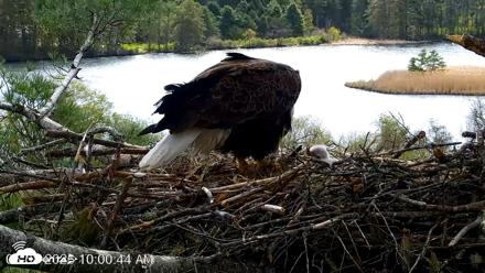 VINS Bald Eagles Nest Live Cams - May 8, 2026, 10:01am EDT