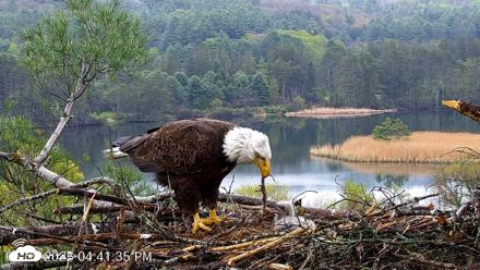 VINS Bald Eagles Nest Live Cams - May 9, 2026, 4:42pm EDT