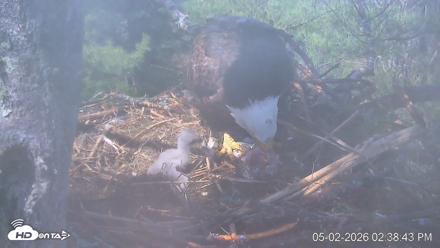 VINS Bald Eagles Nest Live Cams - May 2, 2026, 2:39pm EDT