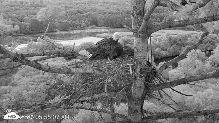 VINS Bald Eagles Nest Live Cams - Aug 22, 2026, 5:55am EDT