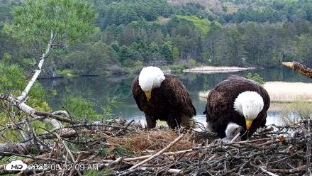 VINS Bald Eagles Nest Live Cams - May 13, 2026, 9:32am EDT