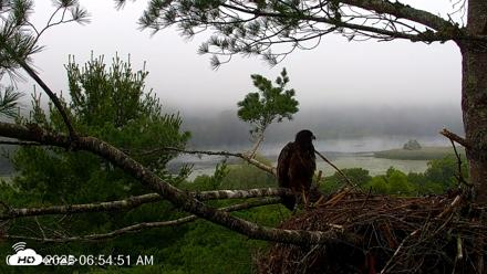 VINS Bald Eagles Nest Live Cams - Jul 8, 2026, 6:55am EDT