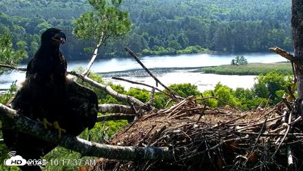 VINS Bald Eagles Nest Live Cams - Jul 3, 2026, 10:18am EDT