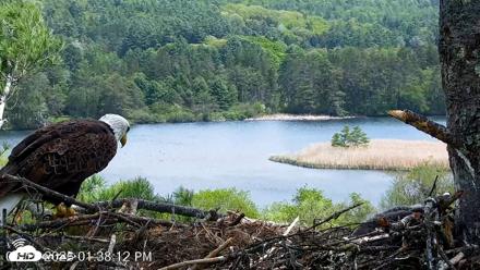 VINS Bald Eagles Nest Live Cams - May 19, 2026, 1:39pm EDT
