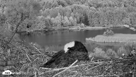 VINS Bald Eagles Nest Live Cams - May 21, 2026, 8:34pm EDT
