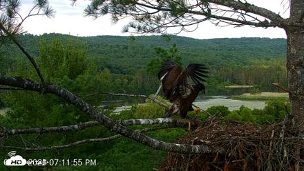 VINS Bald Eagles Nest Live Cams - Jul 9, 2026, 7:12pm EDT